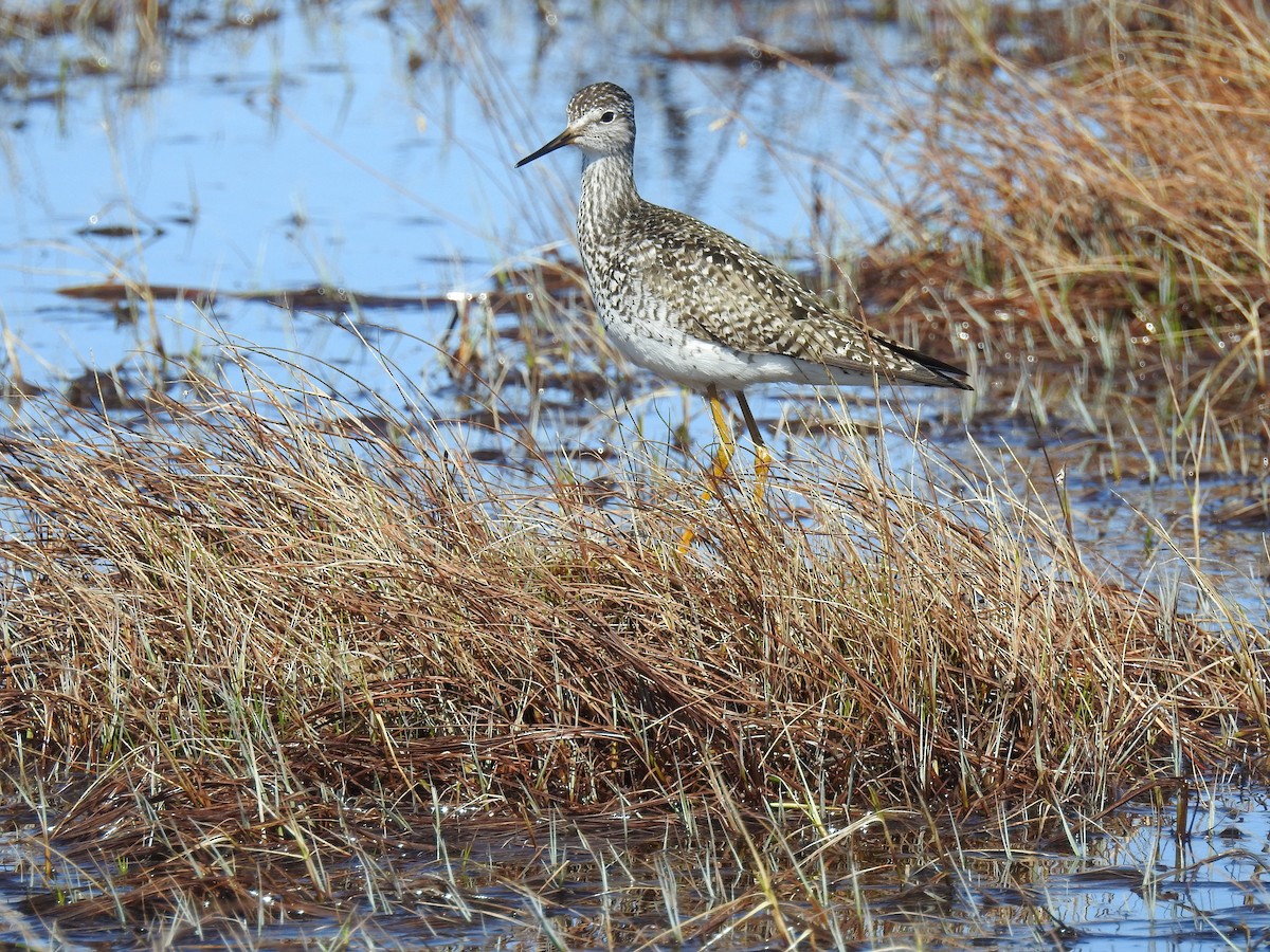 Lesser Yellowlegs - ML621064875