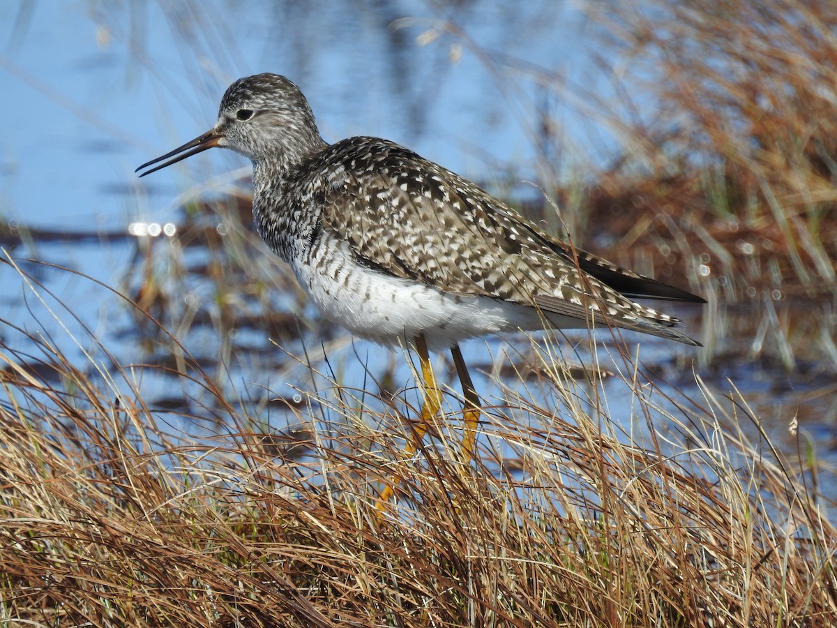 Lesser Yellowlegs - ML621064876