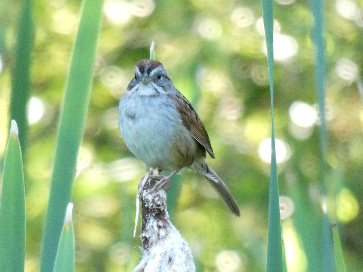 Swamp Sparrow - ML621064889