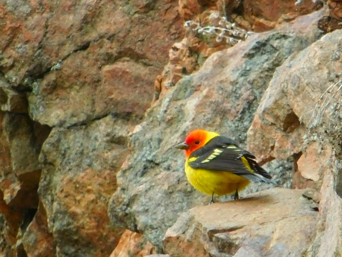 Western Tanager - ML621064890