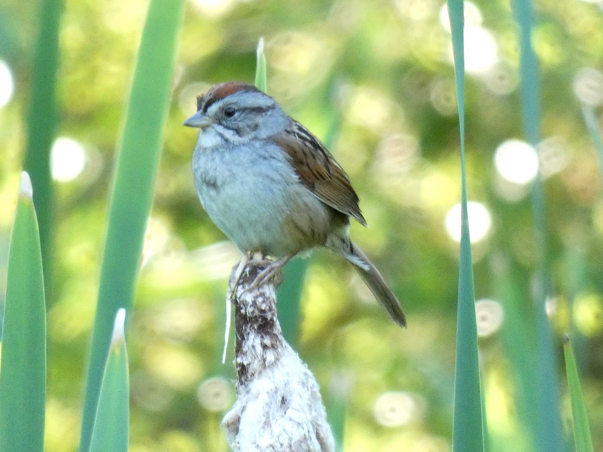 Swamp Sparrow - Martine Giroux