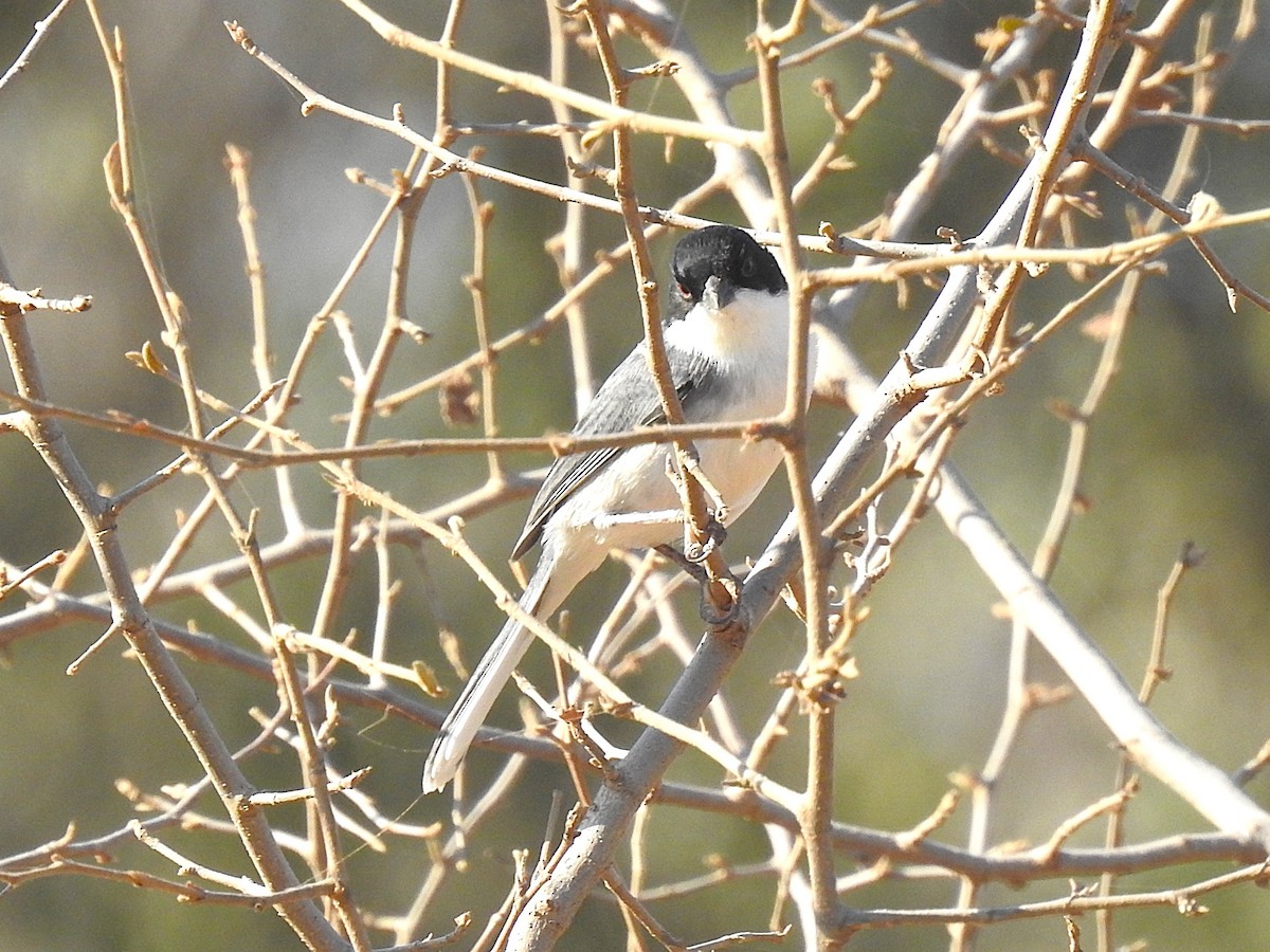Black-capped Warbling Finch - ML621064898