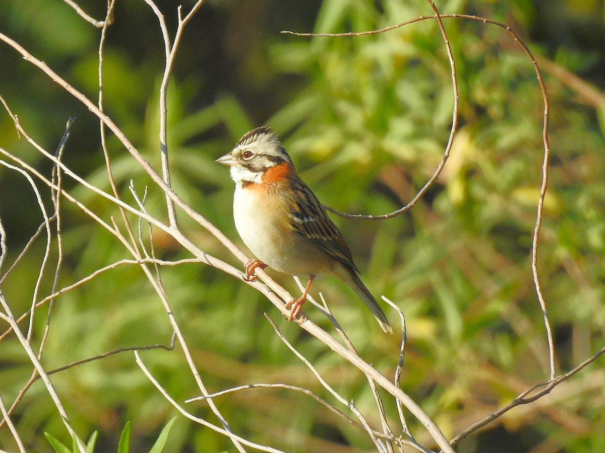 Rufous-collared Sparrow - Ricardo Centurión