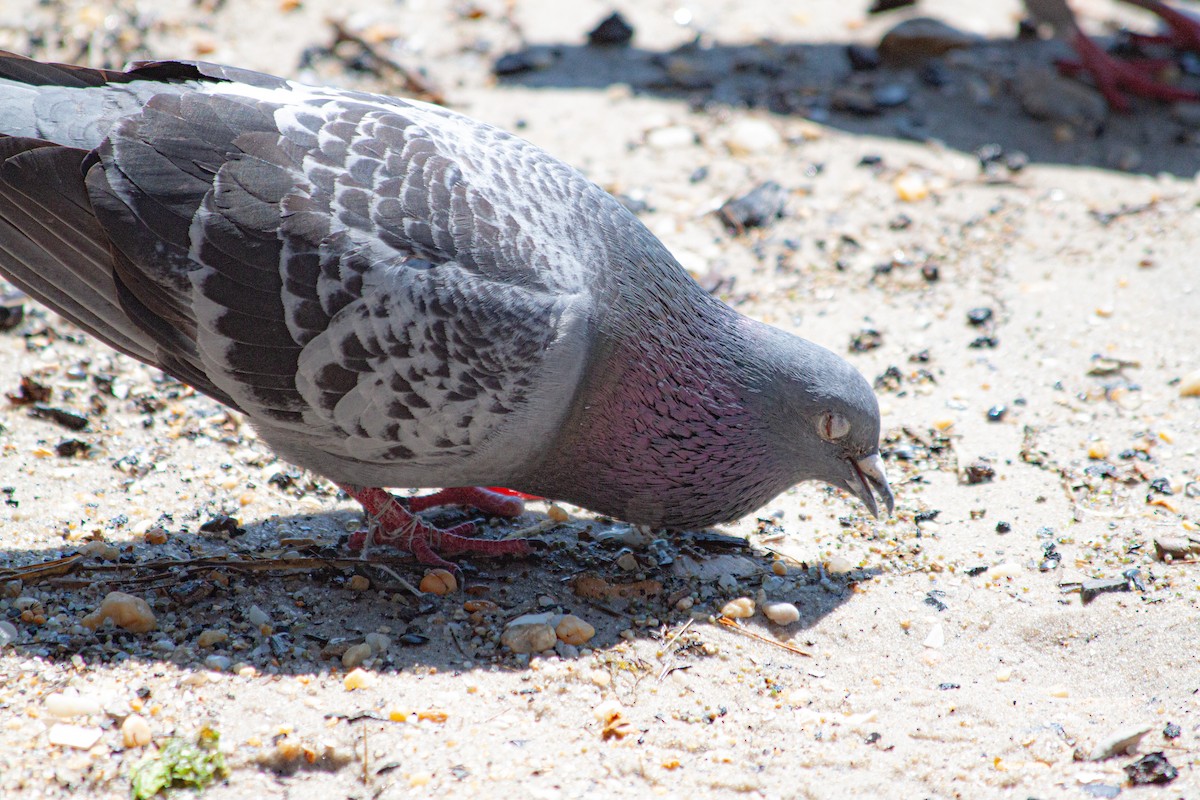 Rock Pigeon (Feral Pigeon) - ML621064907