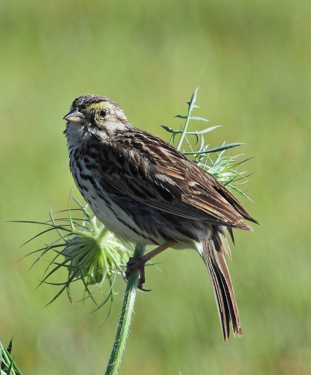 Savannah Sparrow - ML621064909