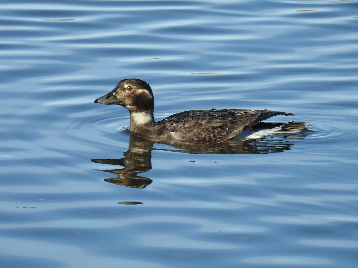 Long-tailed Duck - ML621064912