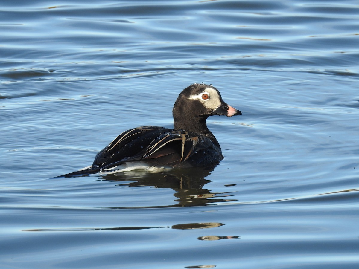 Long-tailed Duck - ML621064913