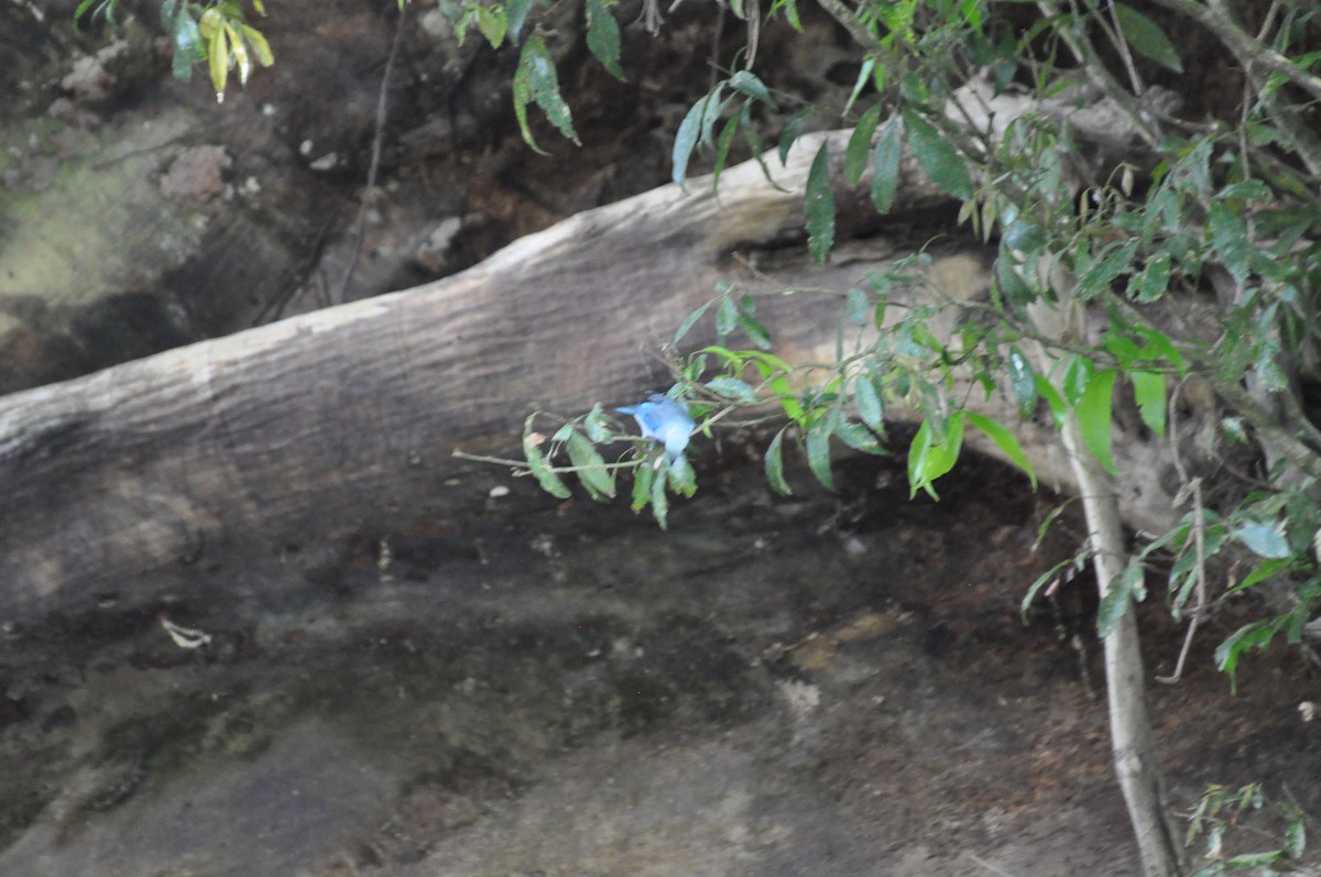 Blue-gray Tanager - ML621064919