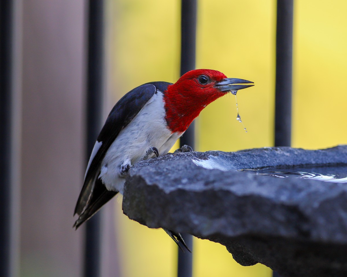 Red-headed Woodpecker - ML621064940