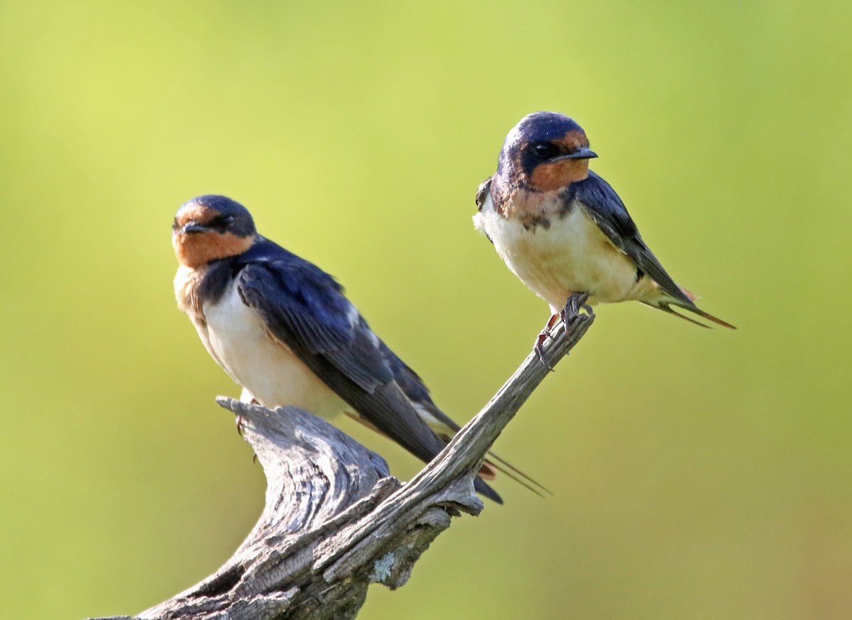 Асрын хараацай - ML621064941