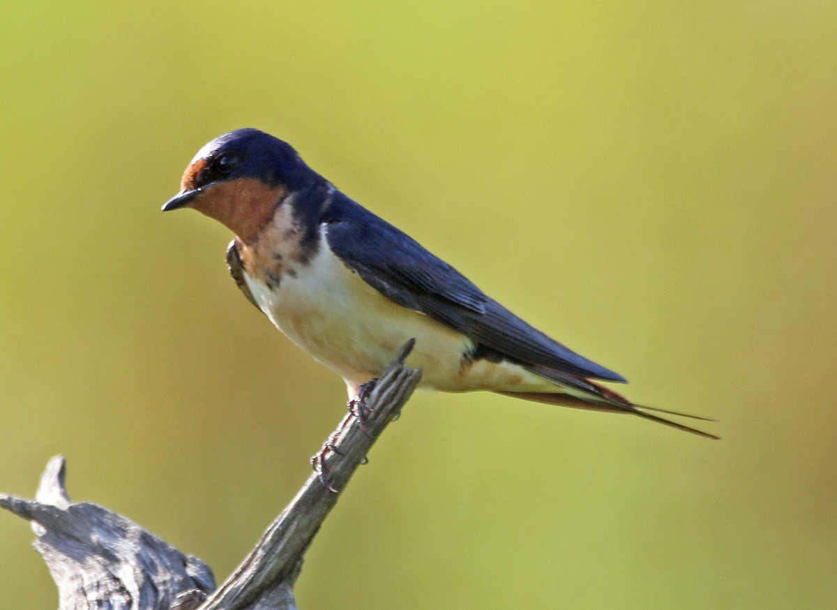 Асрын хараацай - ML621064942