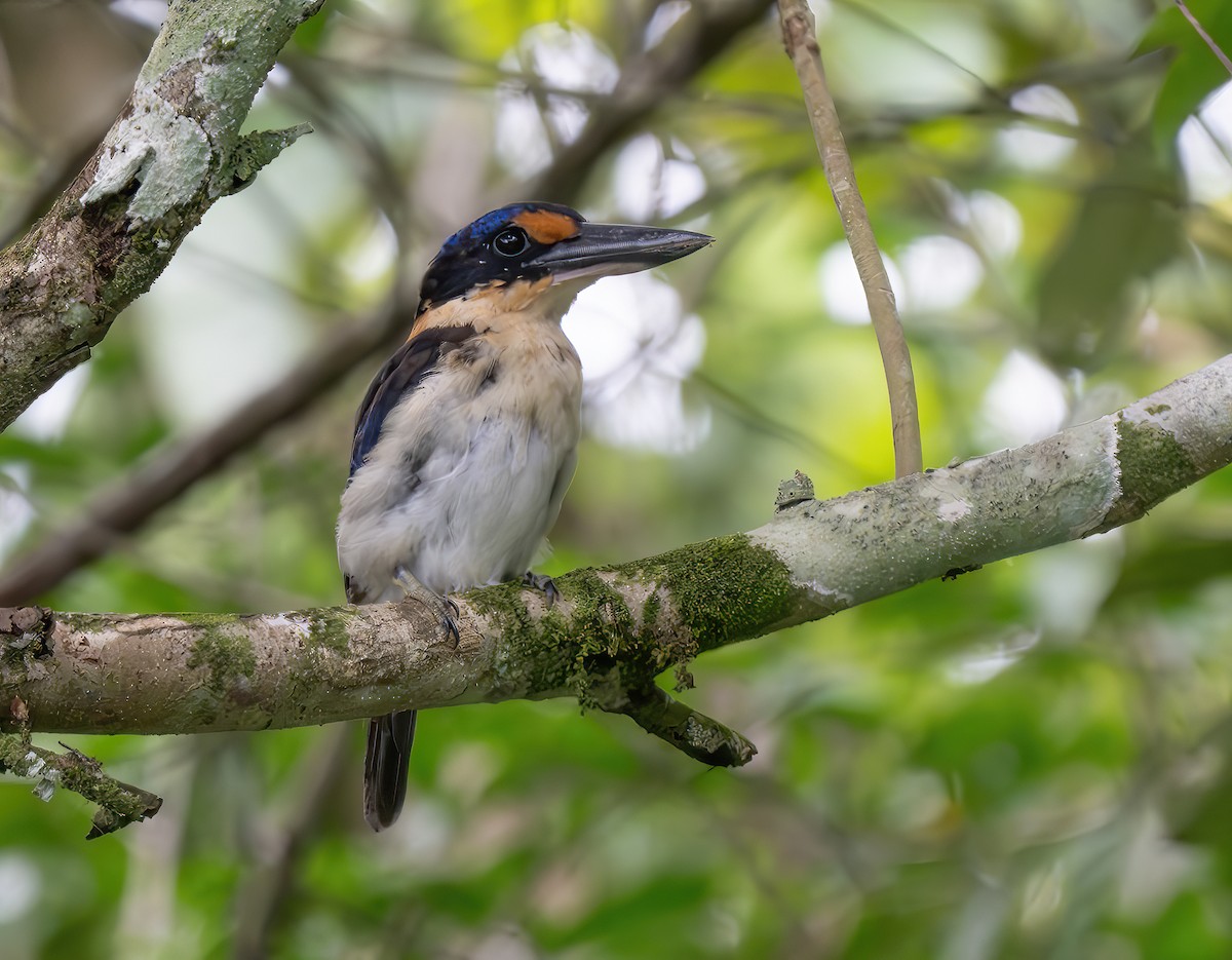 Rufous-lored Kingfisher - ML621064949