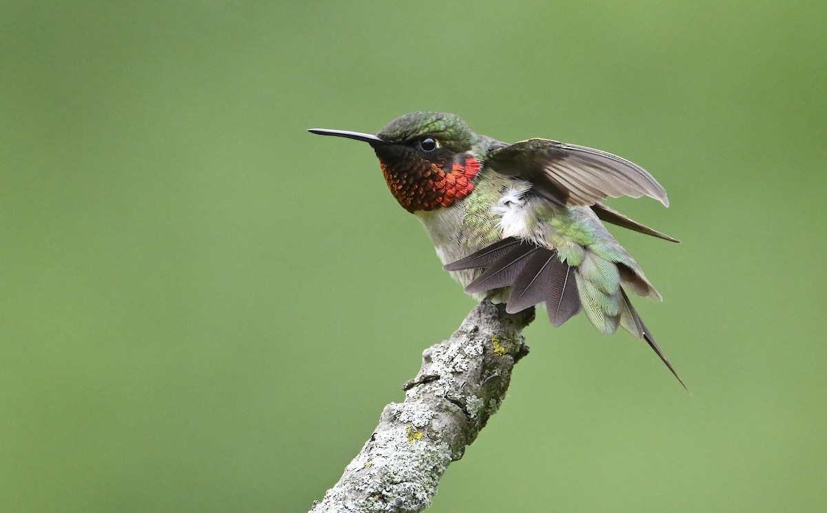 Ruby-throated Hummingbird - ML621064952
