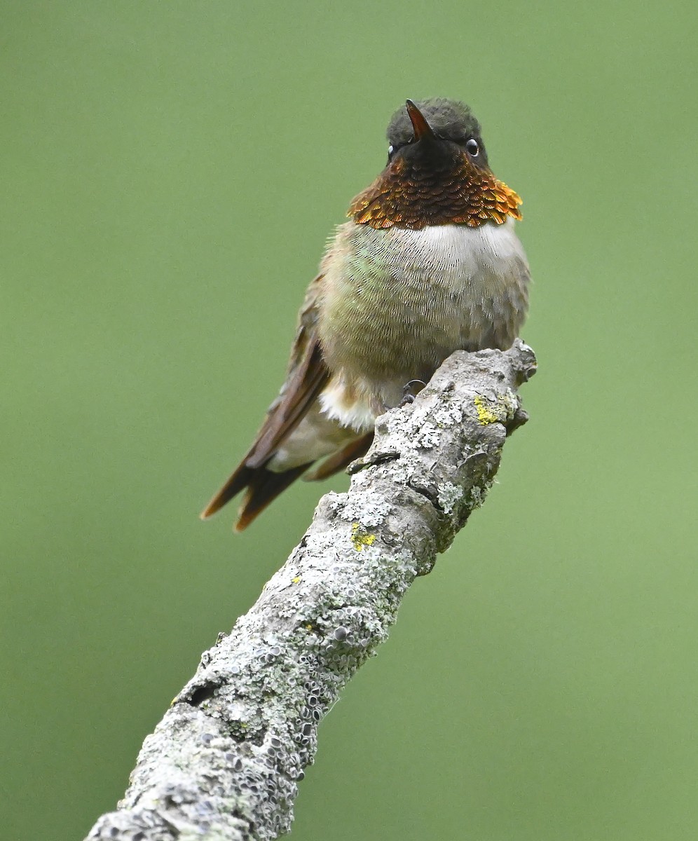 Ruby-throated Hummingbird - ML621064953