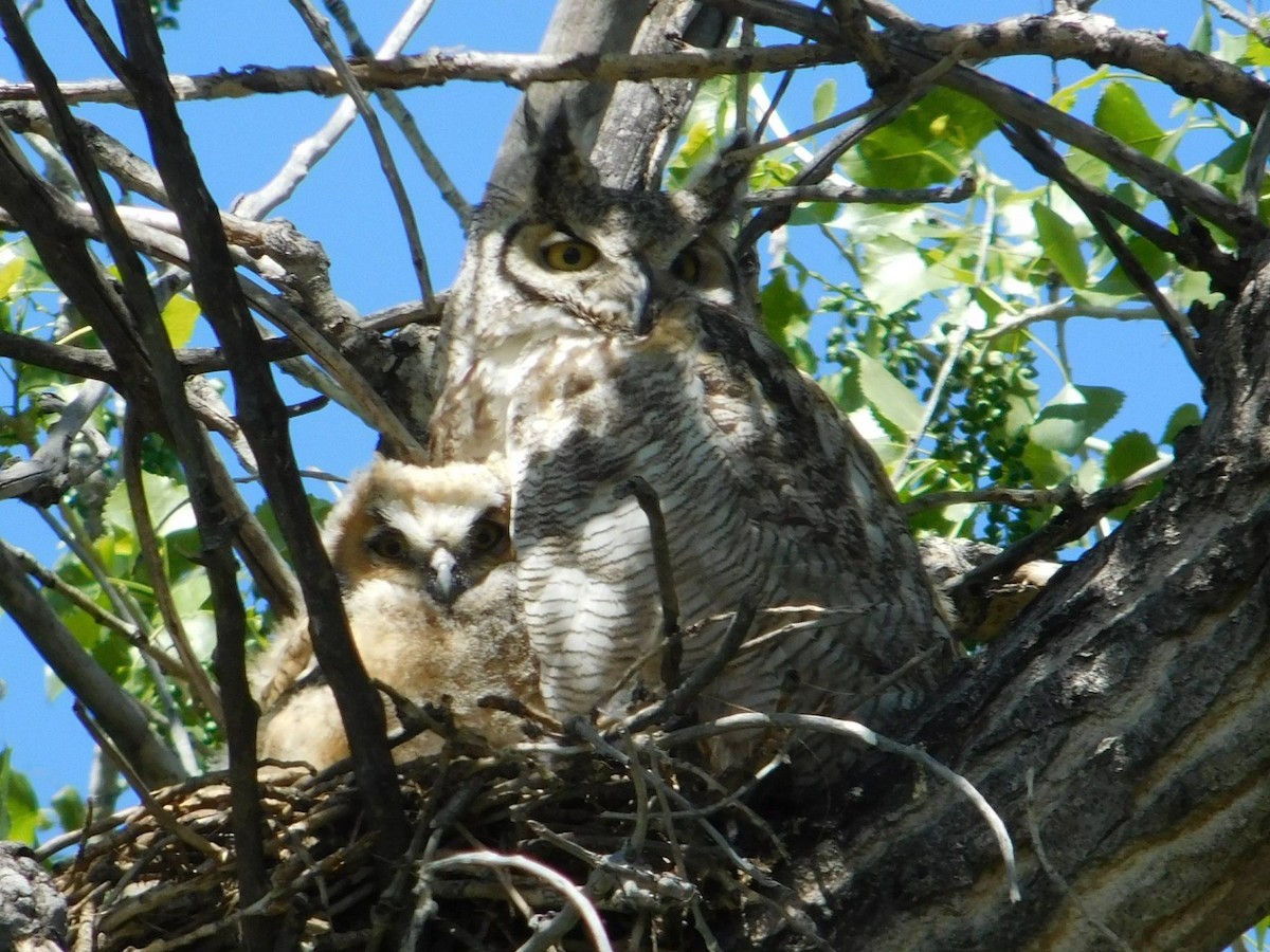 Great Horned Owl - ML621064968