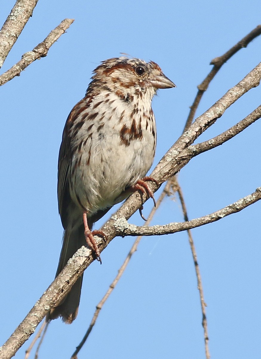 Song Sparrow - William Parkin