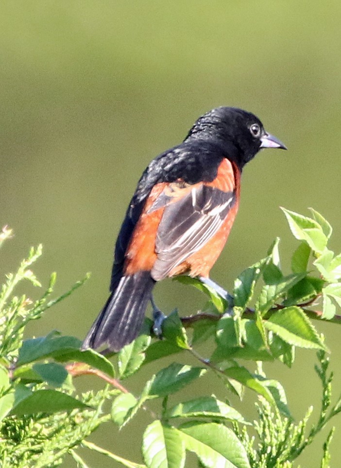 Orchard Oriole - ML621064979