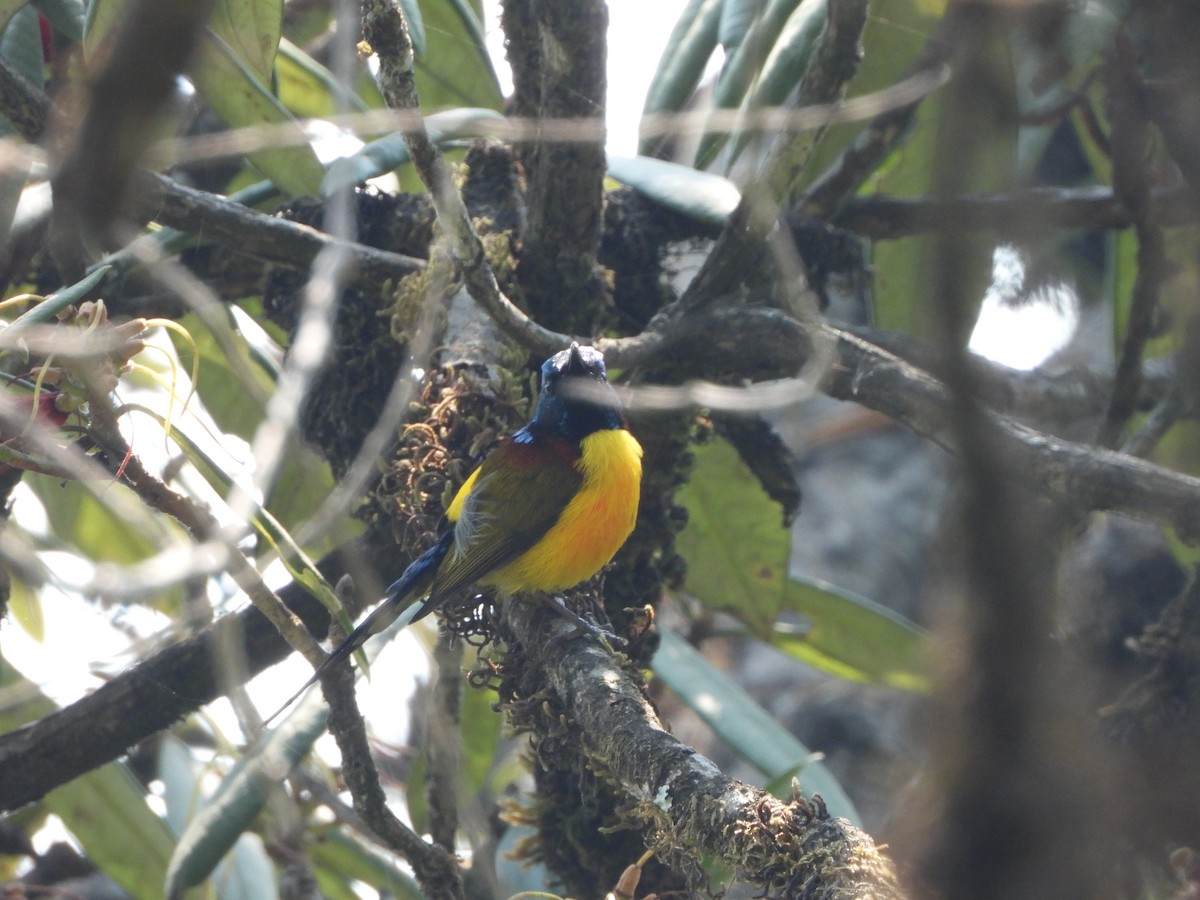Green-tailed Sunbird - ML621064982