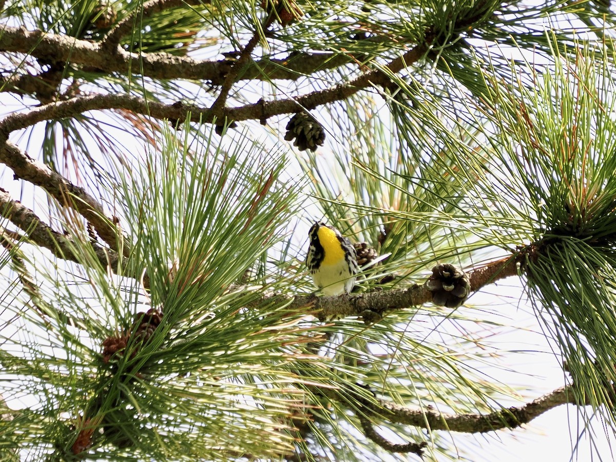 Yellow-throated Warbler - ML621064984