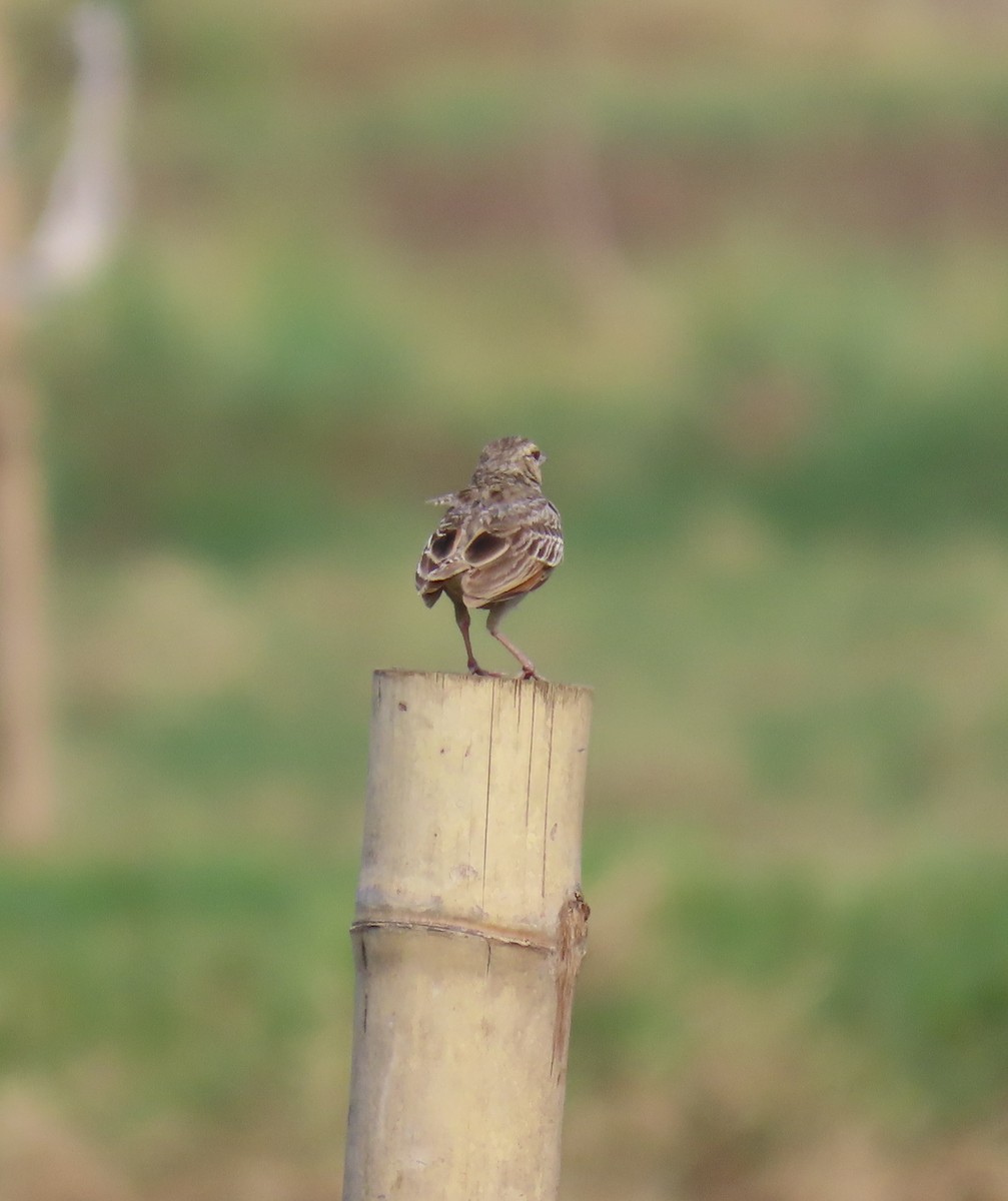 Bengal Bushlark - ML621065002