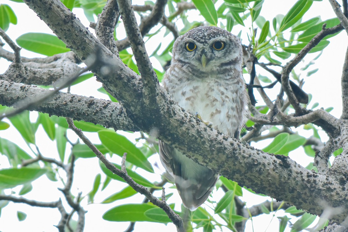 Spotted Owlet - ML621065037