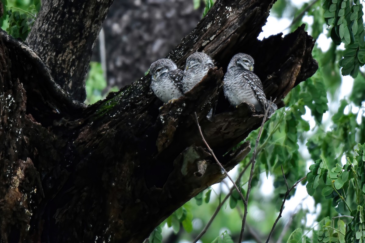 Spotted Owlet - ML621065039