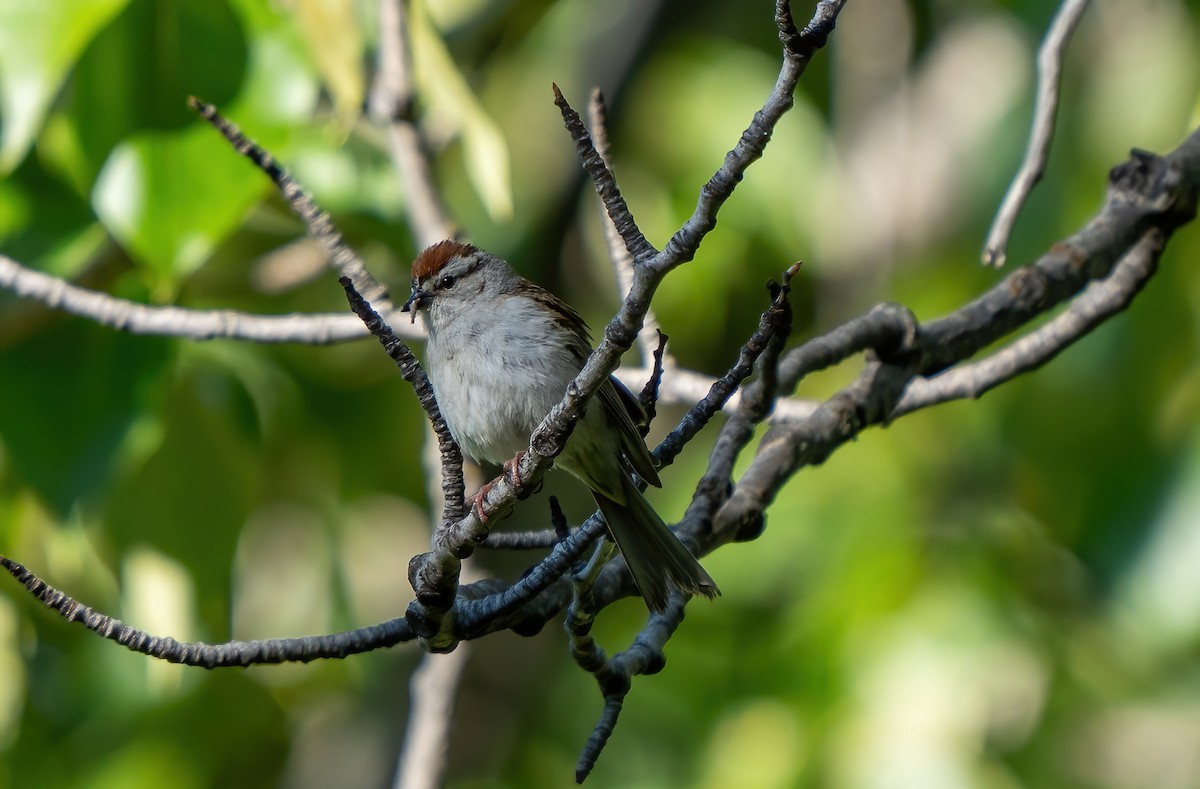 Chipping Sparrow - ML621065041