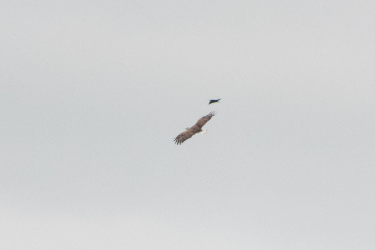 White-tailed Eagle - ML621065042