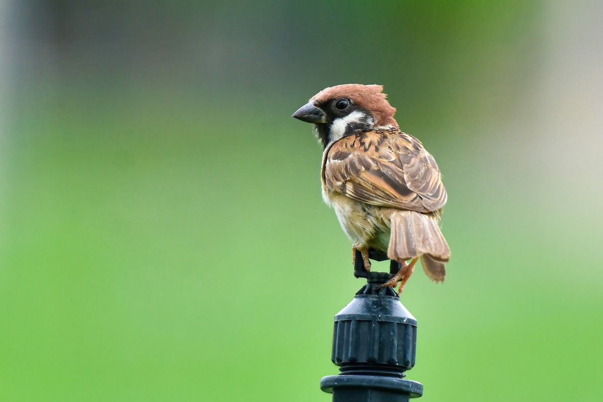 Eurasian Tree Sparrow - ML621065089