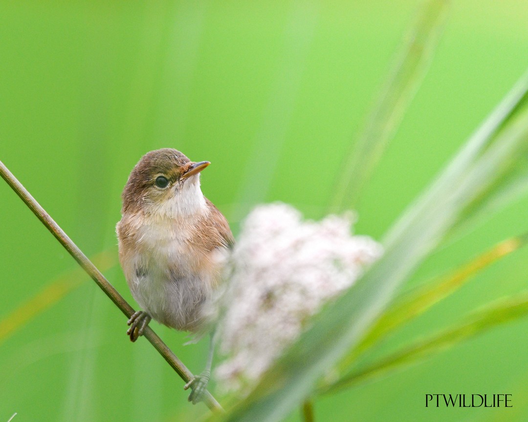 Common Reed Warbler - ML621065112