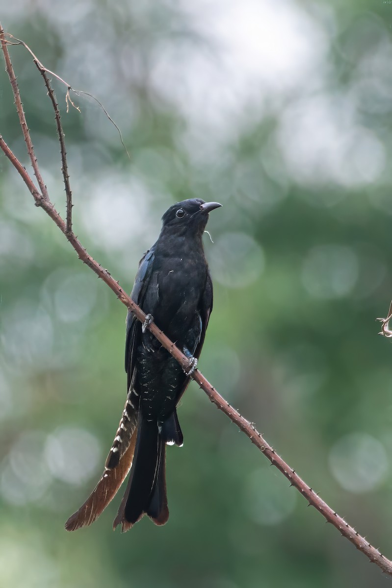 Fork-tailed Drongo-Cuckoo - Bishwajit Nandi
