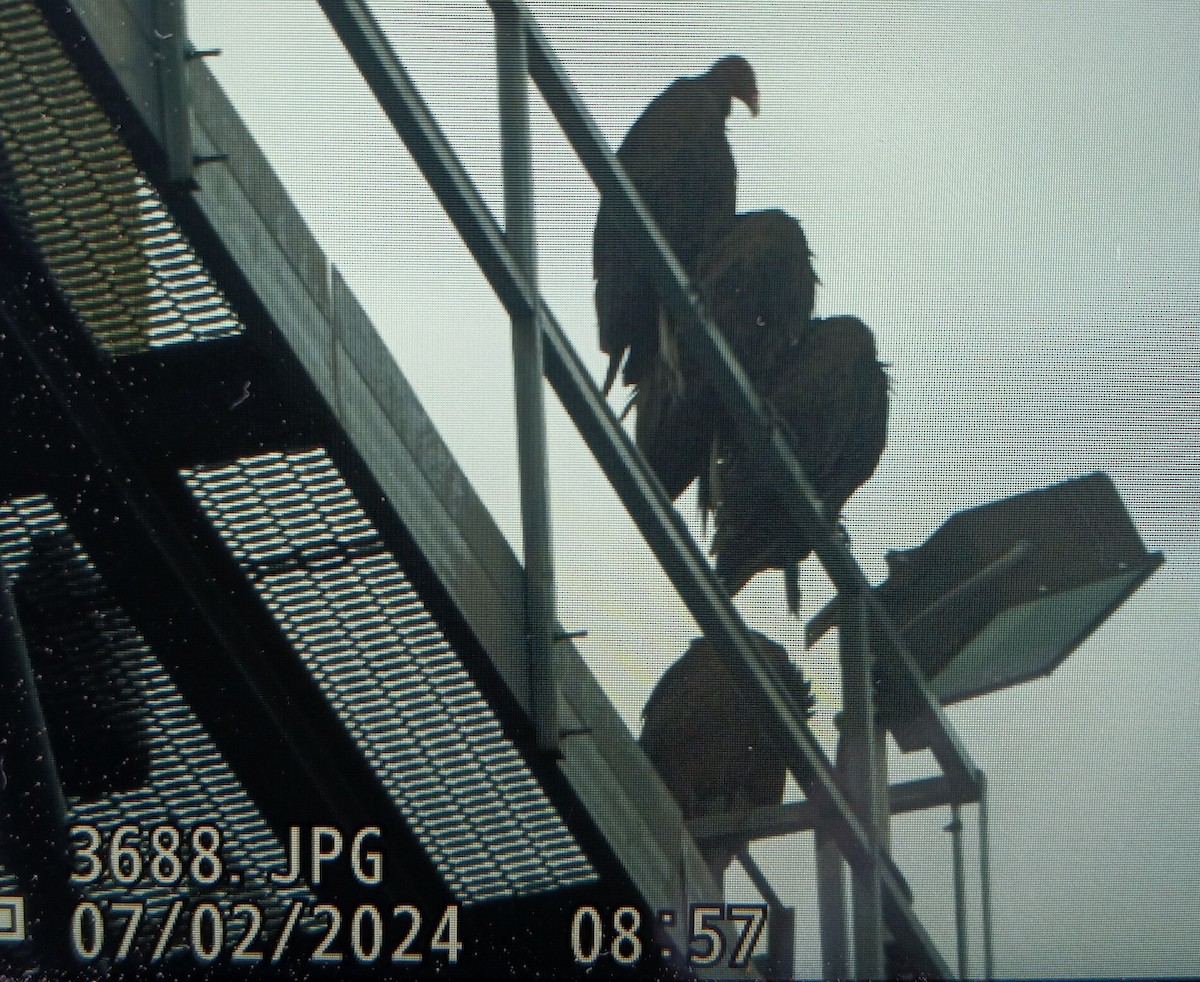 Turkey Vulture - ML621065129