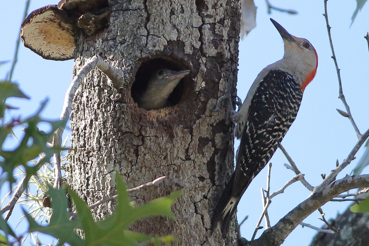 Red-bellied Woodpecker - ML621065132