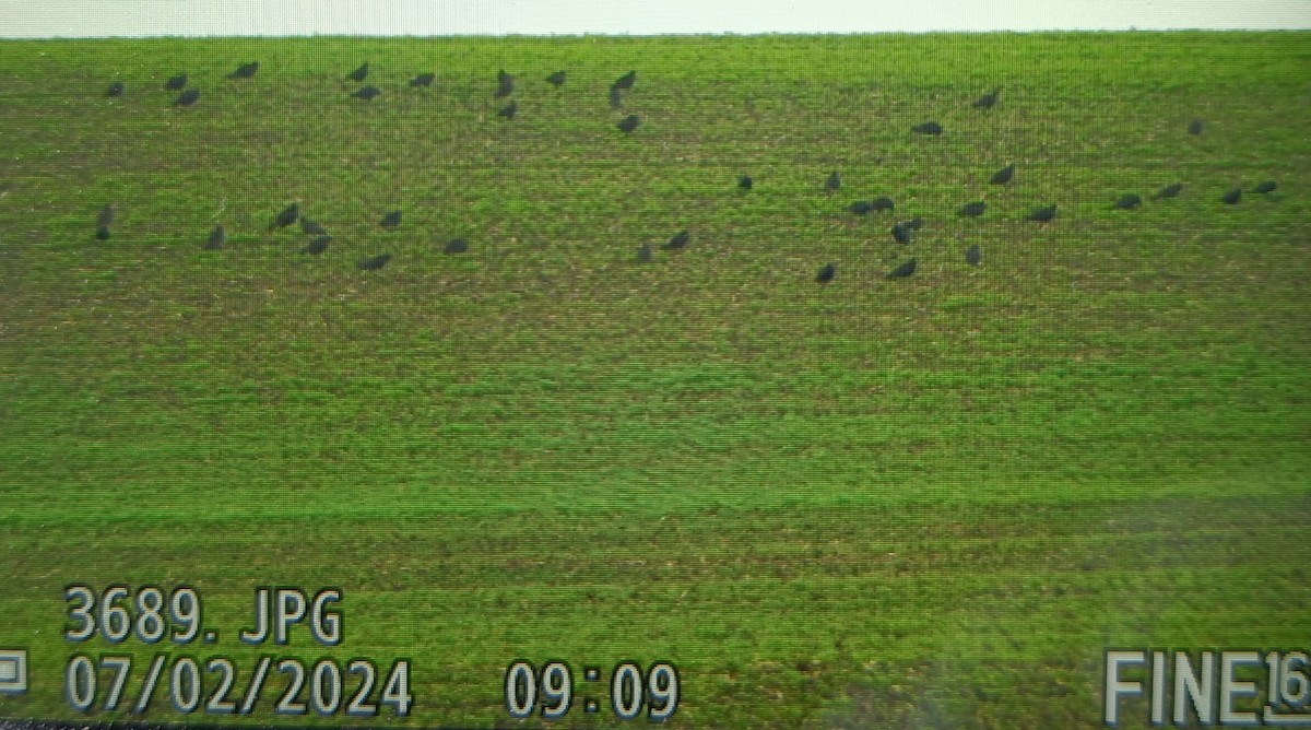 Turkey Vulture - ML621065133