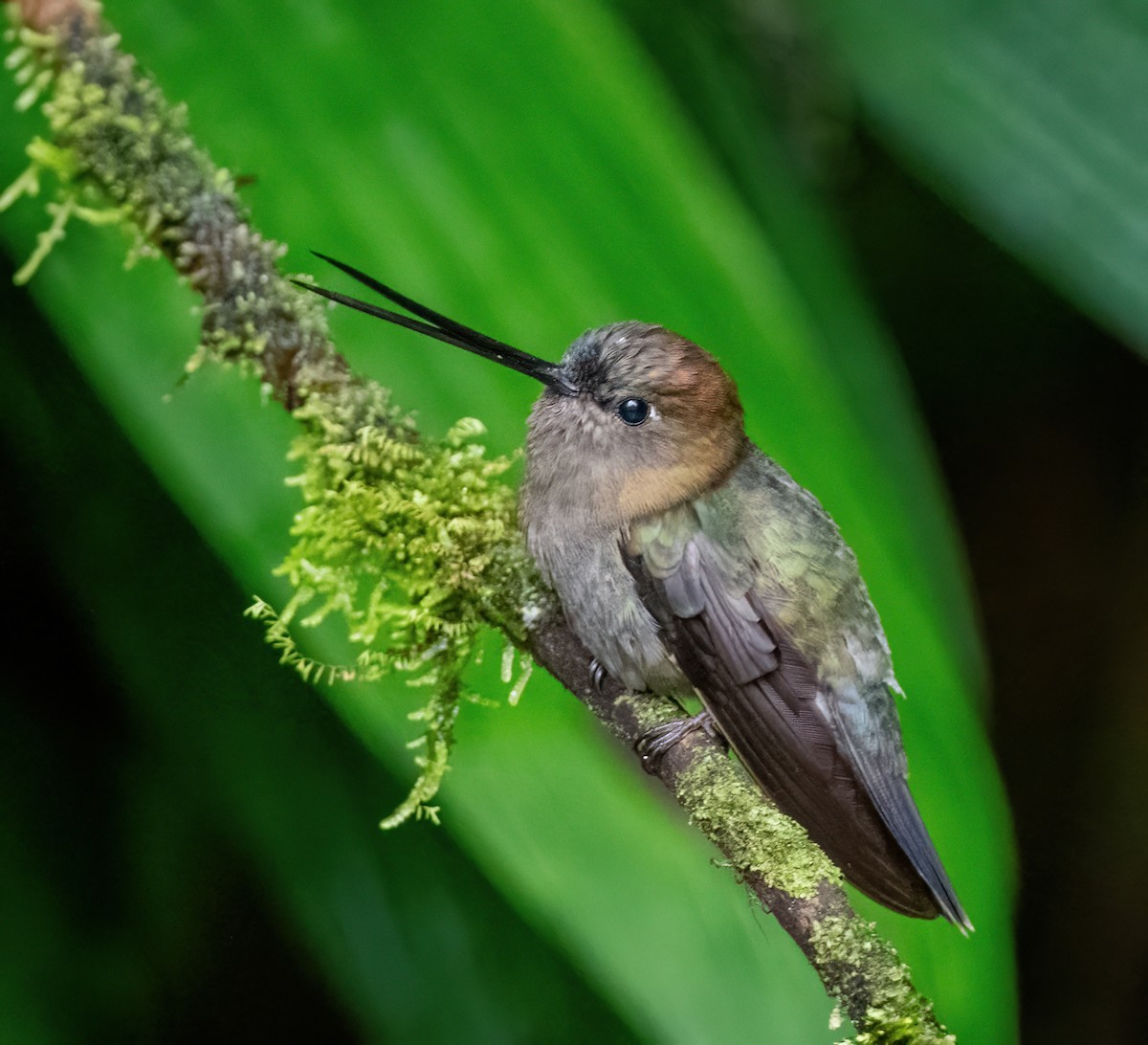 kolibřík zelenočelý - ML621065135