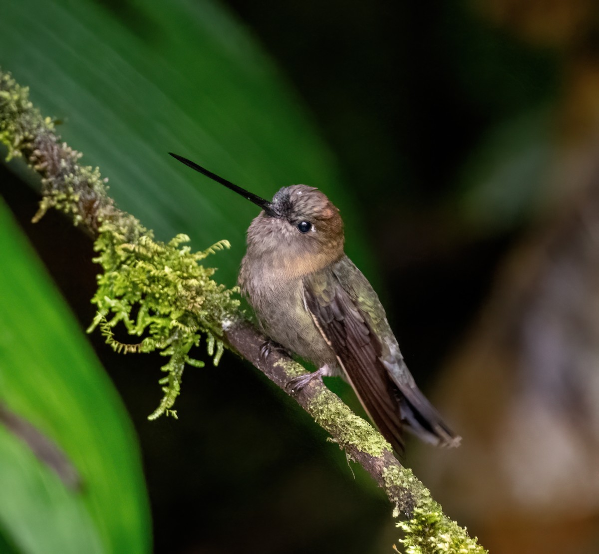 kolibřík zelenočelý - ML621065136
