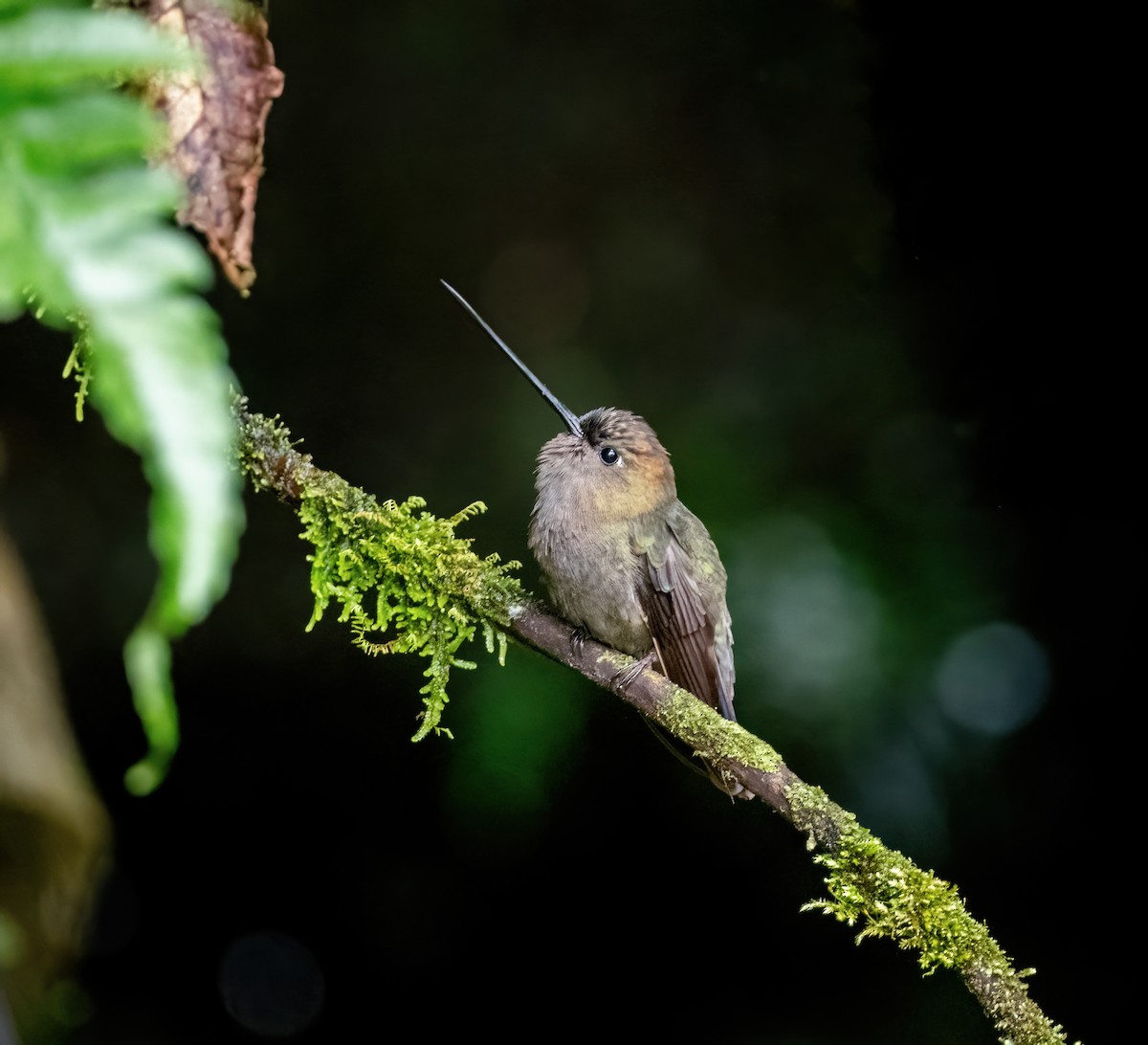 kolibřík zelenočelý - ML621065139