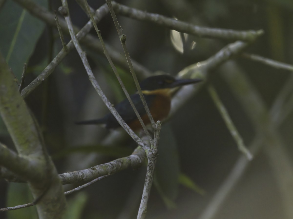 American Pygmy Kingfisher - ML621065164