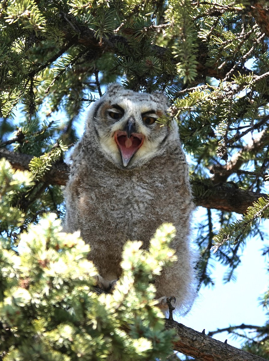 Great Horned Owl - ML621065169