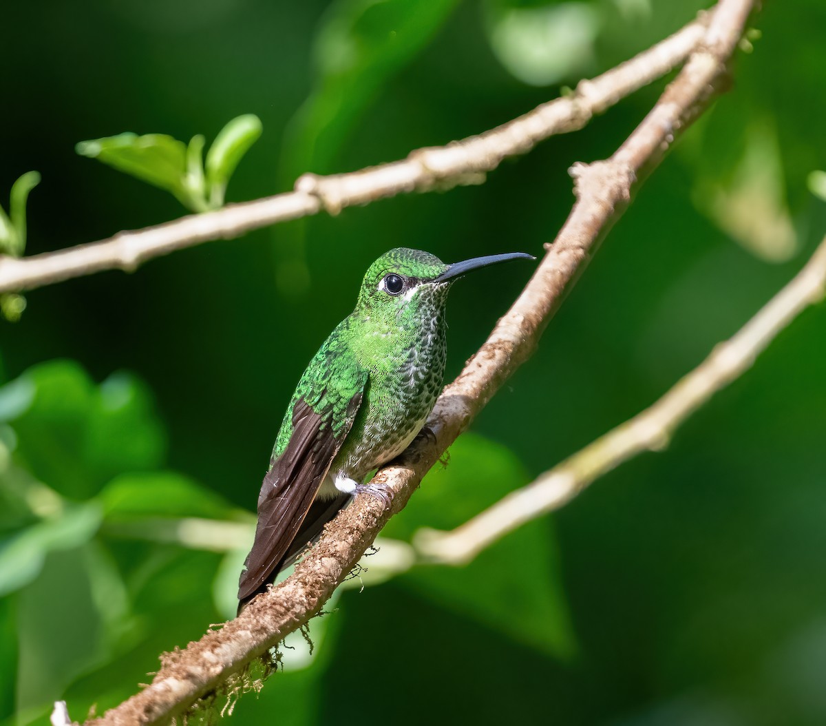 Green-crowned Brilliant - ML621065172