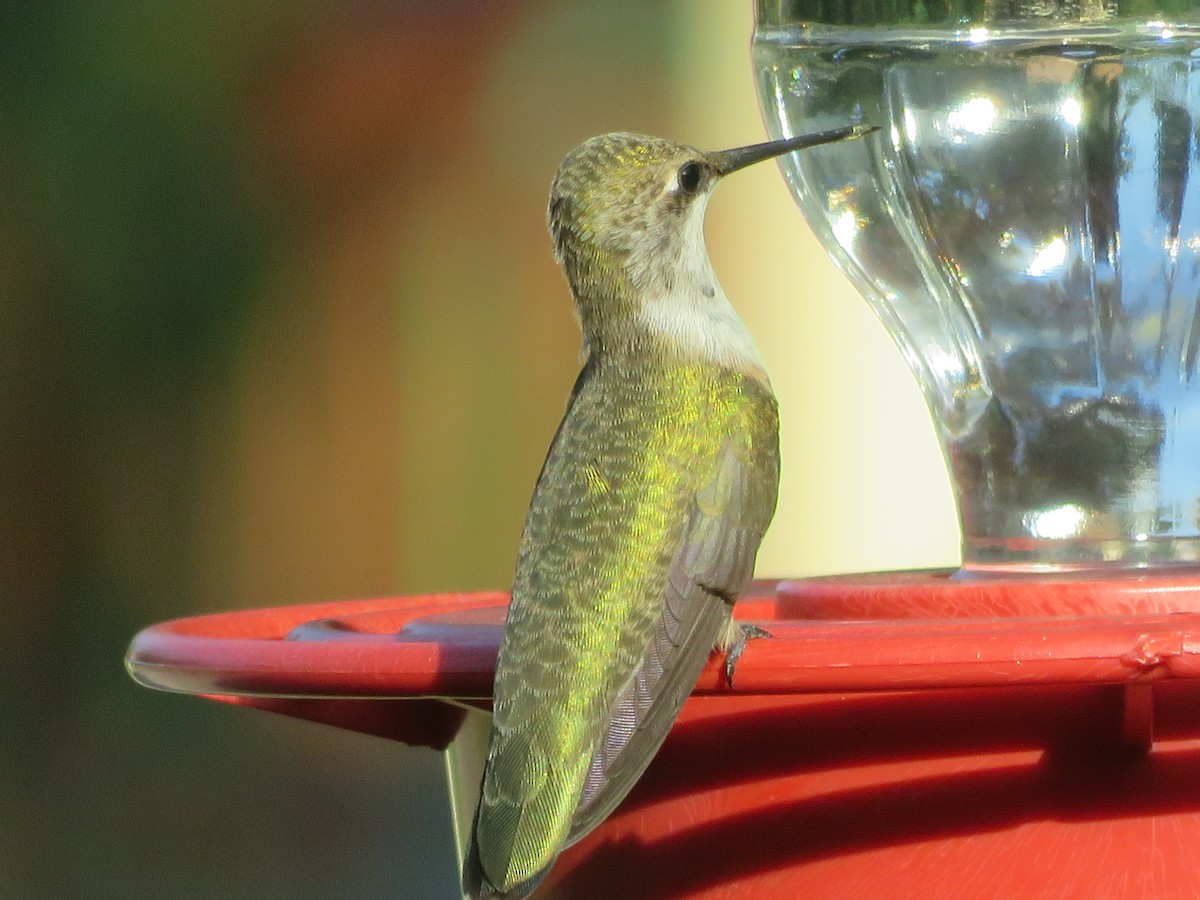 Black-chinned Hummingbird - ML621065179