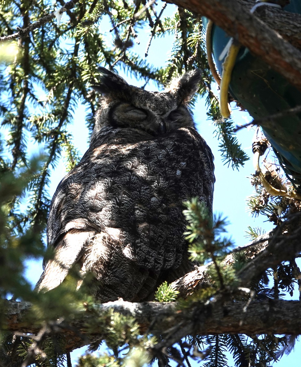 Great Horned Owl - ML621065183