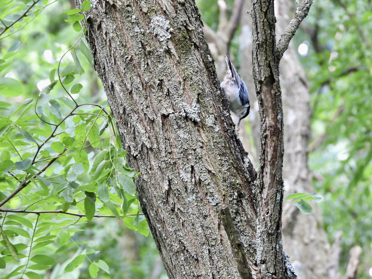 White-breasted Nuthatch - ML621065184