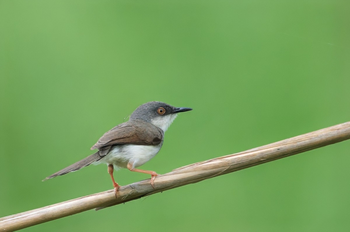 Prinia de Hodgson - ML621065191