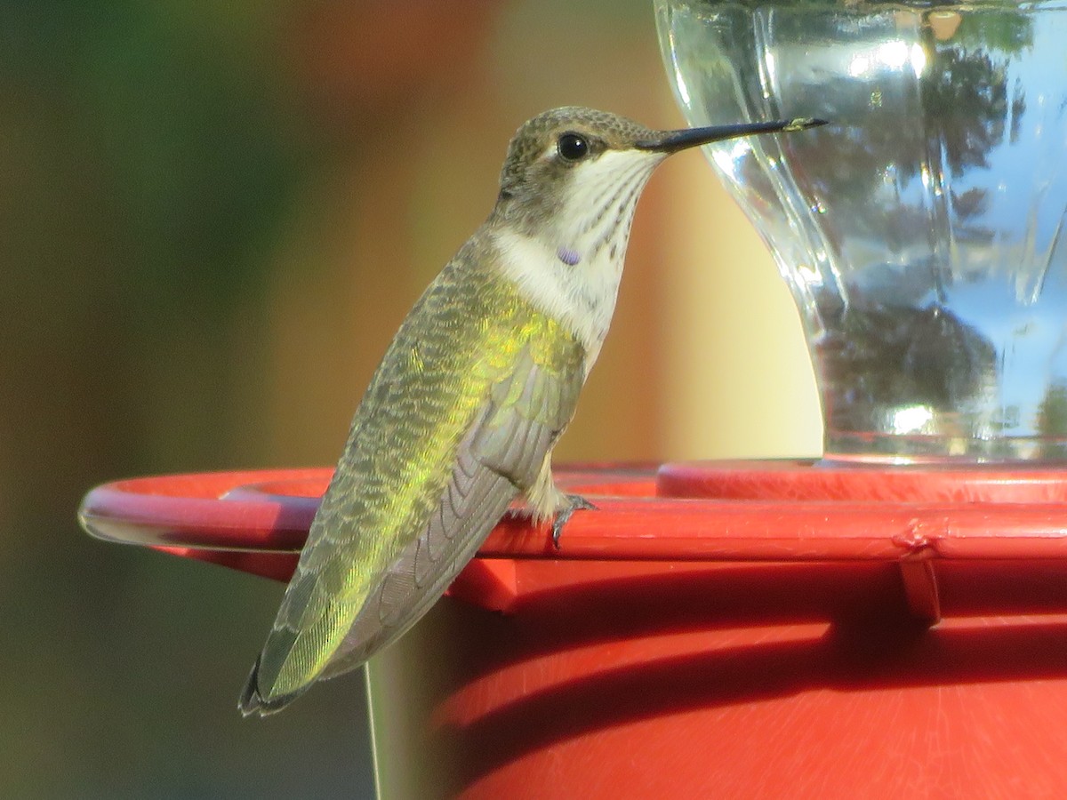 Black-chinned Hummingbird - ML621065195