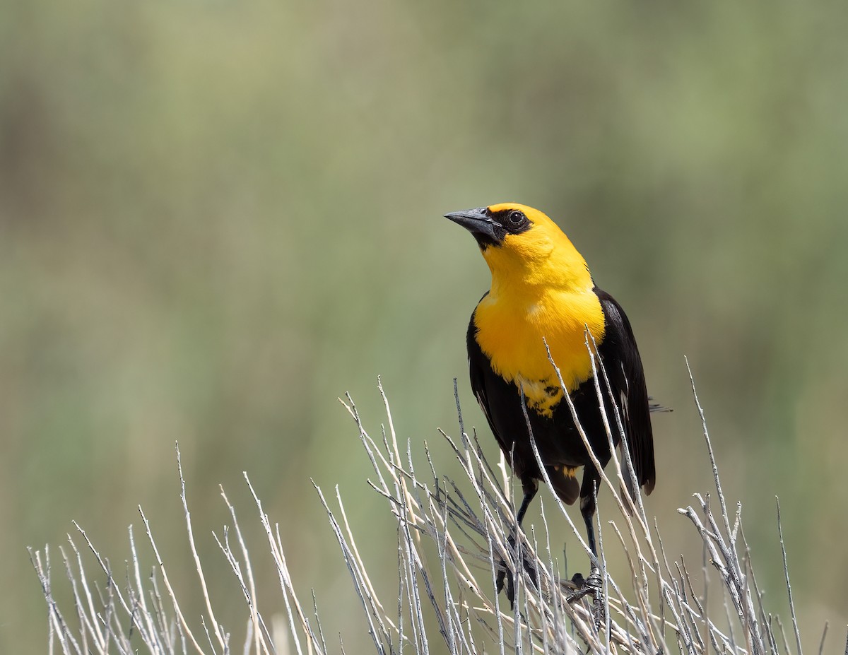Yellow-headed Blackbird - ML621065233