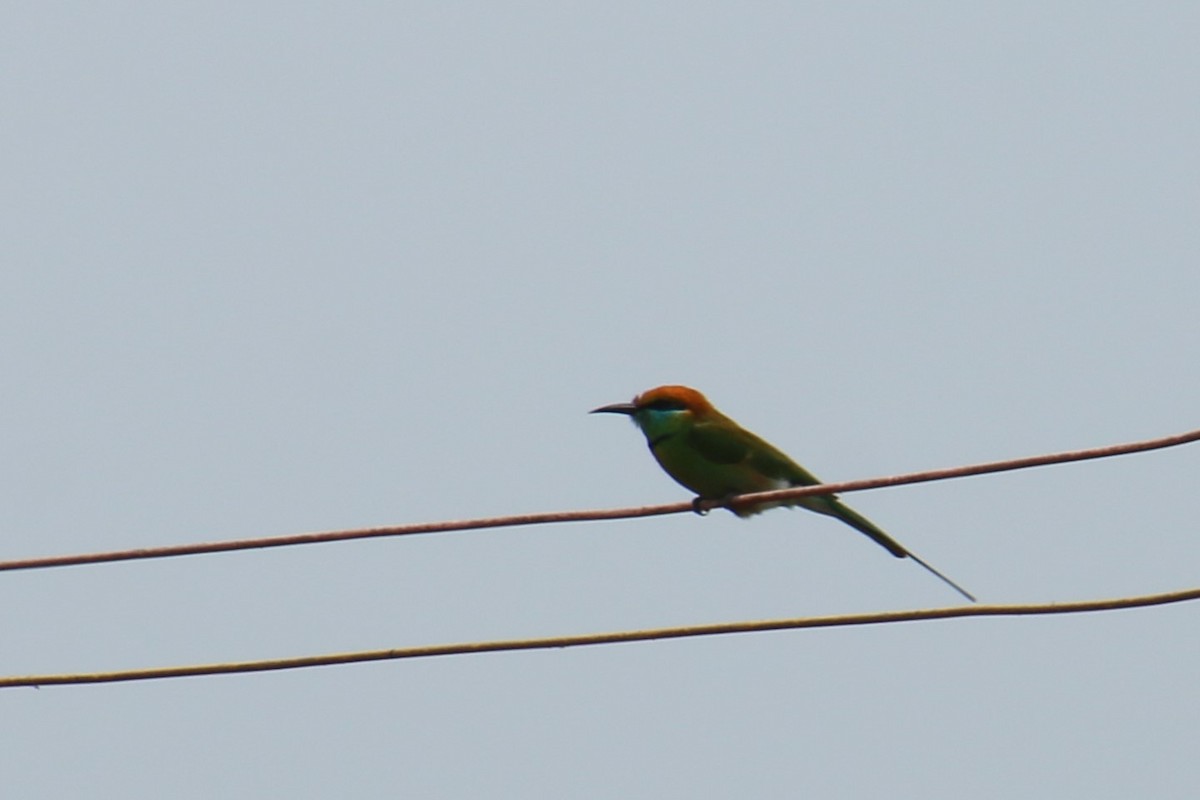 Asian Green Bee-eater - ML621065248