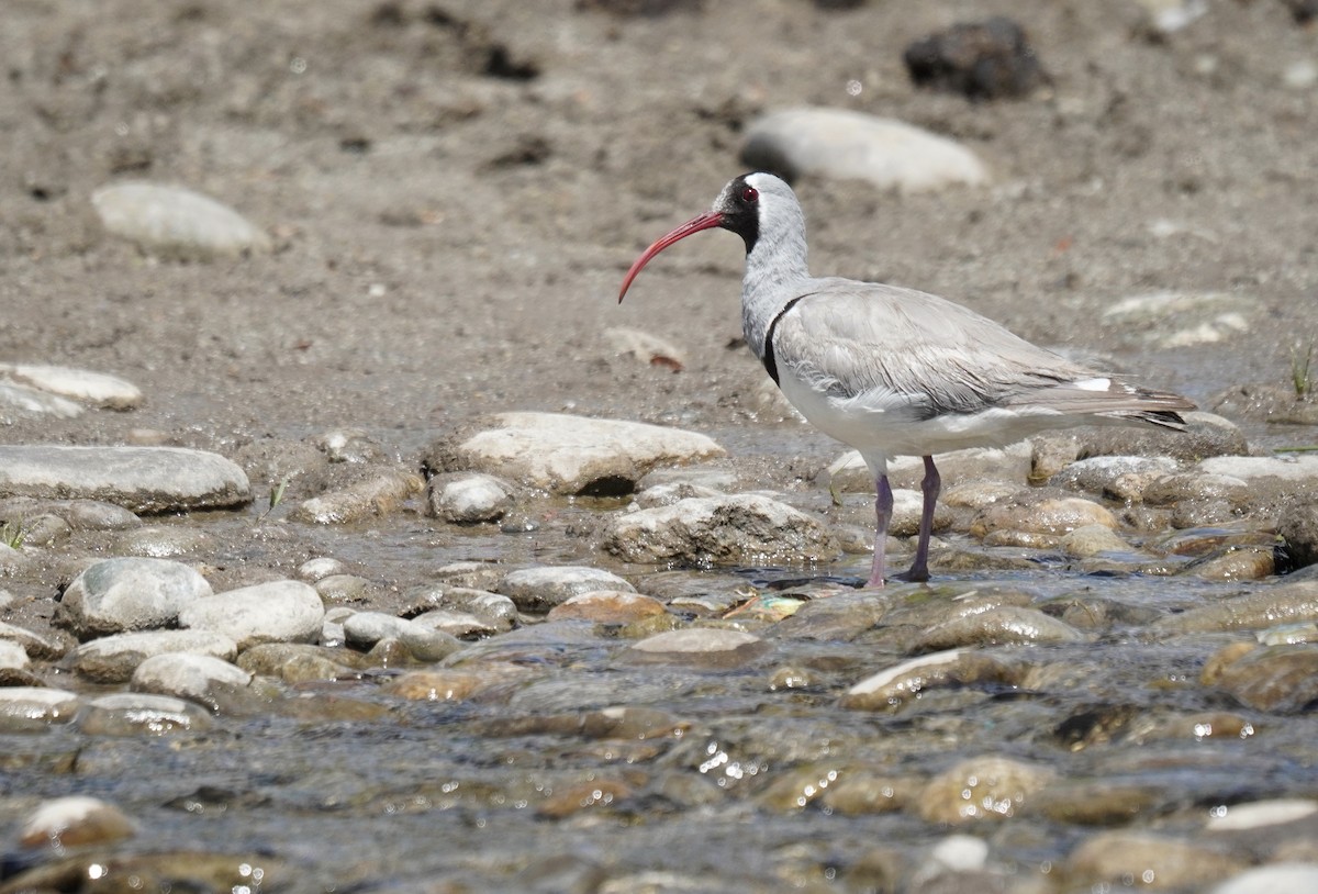 Bec-d'ibis tibétain - ML621065264
