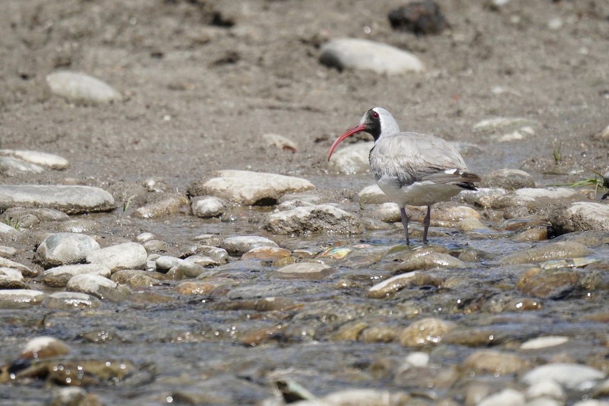 Bec-d'ibis tibétain - ML621065270