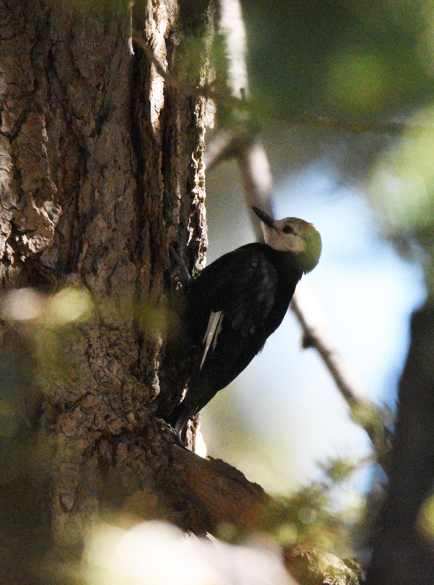 White-headed Woodpecker - ML621065279